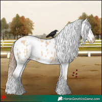 Horse Color:White Spotted Red Dun Appaloosa 