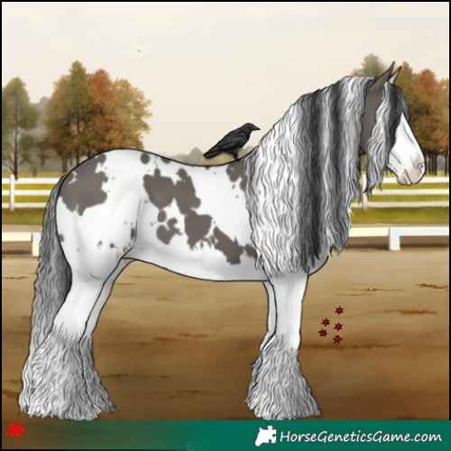 Horse Color:White Spotted Grullo Splash 