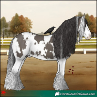 Horse Color:White Spotted Smoky Grullo Splash 
