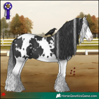 Horse Color:White Spotted Black Splash