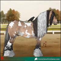 Horse Color:White Spotted Bay Dun Rabicano 