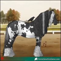 Horse Color:White Spotted Black