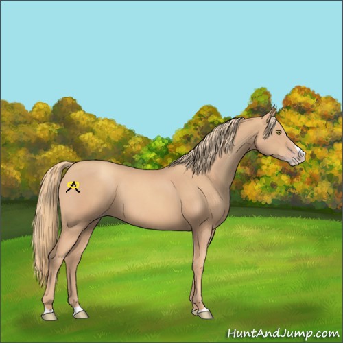 Horse Color:Gold Champagne Splash 