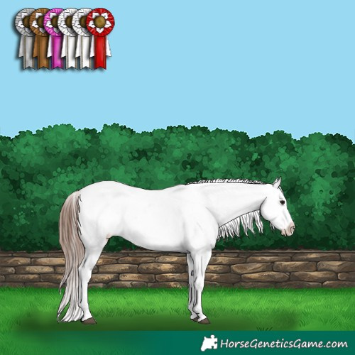 Horse Color:White Spotted Brown Dun Appaloosa 