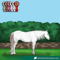 Horse Color:White Spotted Brown Dun Varnish 