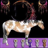 Horse Color:White Spotted Bay Dun 