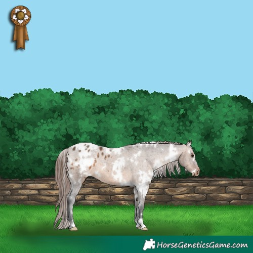 Horse Color:White Spotted Brown Dun Appaloosa 