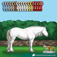 Horse Color:White Spotted Smoky Grullo Pearl Sabino Appaloosa