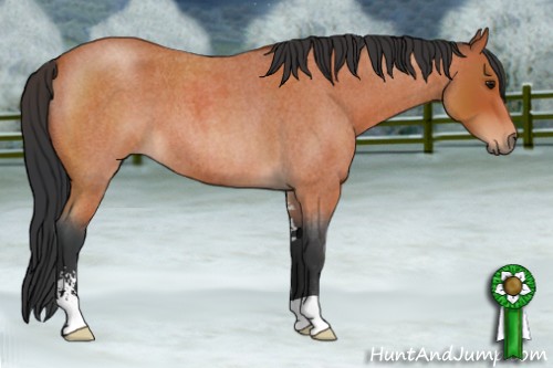Horse Color:Bay Roan Sabino