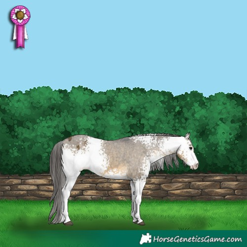 Horse Color:White Spotted Buckskin Dun Blanket