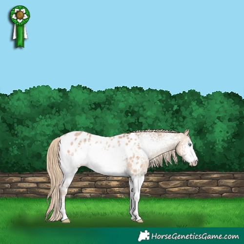 Horse Color:White Spotted Perlino Appaloosa 