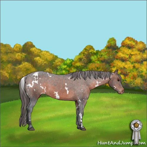 Horse Color:White Spotted Brown Appaloosa 