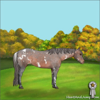 Horse Color:White Spotted Brown Appaloosa 