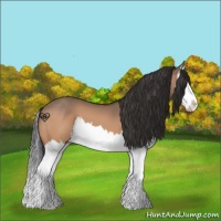 Horse Color:Bay Dun Splash 