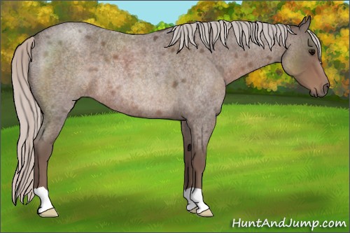 Horse Color:Silver Blue Roan Rabicano 