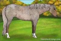 Horse Color:Silver Blue Roan Rabicano 