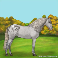 Horse Color:Smoky Grullo Appaloosa 