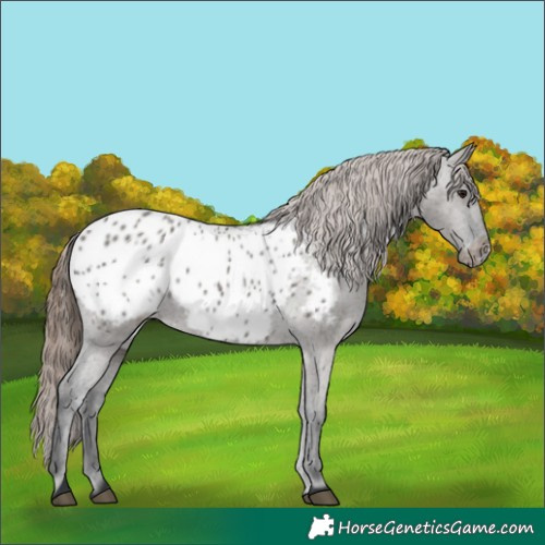 Horse Color:Grullo Appaloosa 
