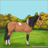 Horse Color:Bay Roan Tobiano 