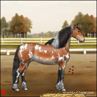 Horse Color:White Spotted Bay 