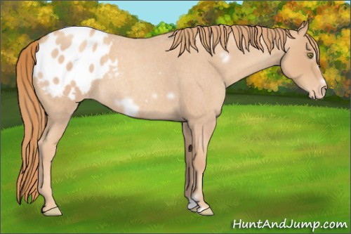 Horse Color:Gold Champagne Roan Frame Appaloosa Rabicano 