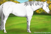 Horse Color:Platinum Buckskin Dun Sabino