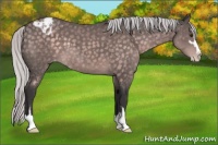 Horse Color:Platinum Silver Buckskin Sabino Varnish 