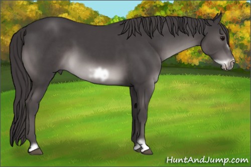 Horse Color:Platinum Smoky Black Frame 