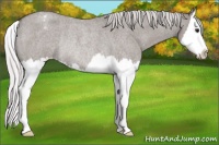 Horse Color:Platinum Silver Grullo Roan Sabino Splash Appaloosa Rabicano