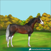 Horse Color:Brown Splash