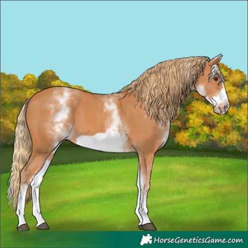 Horse Color:White Spotted Chestnut Frame 