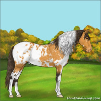 Horse Color:White Spotted Buckskin Appaloosa 