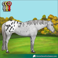 Horse Color:Black Appaloosa 
