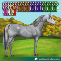 Horse Color:ERROR: UNKNOWN ANOMALY