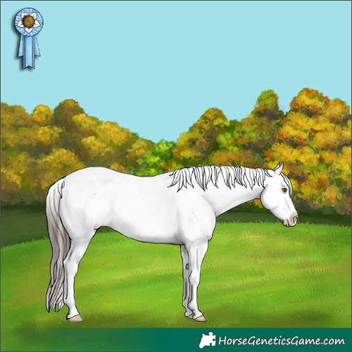 Horse Color:Classic Champagne Dun Sabino Splash Rabicano 
