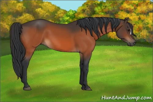 Horse Color:Bay 