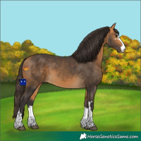 Horse Color:Buckskin 