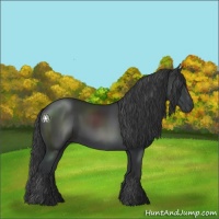 Horse Color:Black 