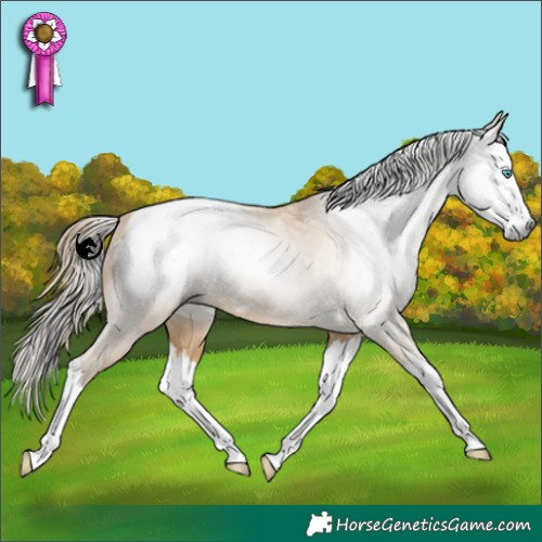Horse Color:Gray Buckskin Pearl Sabino Splash Appaloosa 
