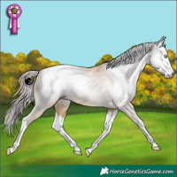 Horse Color:Gray Buckskin Pearl Sabino Splash Appaloosa 