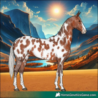Horse Color:Silver Brown Sabino Appaloosa 