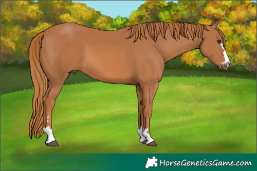 Horse Color:Chestnut 