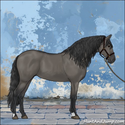 Horse Color:Grullo 
