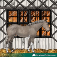 Horse Color:Silver Smoky Grullo Tobiano Rabicano 