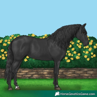Horse Color:Black 