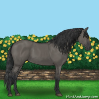 Horse Color:Grullo 