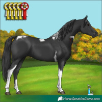 Horse Color:Black Tobiano 