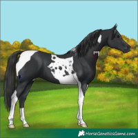 Horse Color:Black Tobiano 