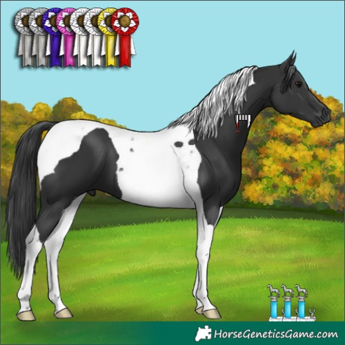 Horse Color:Black Tobiano 