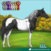 Horse Color:Black Tobiano